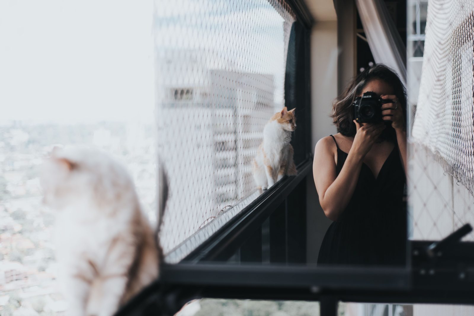 het fotograferen van je katten
