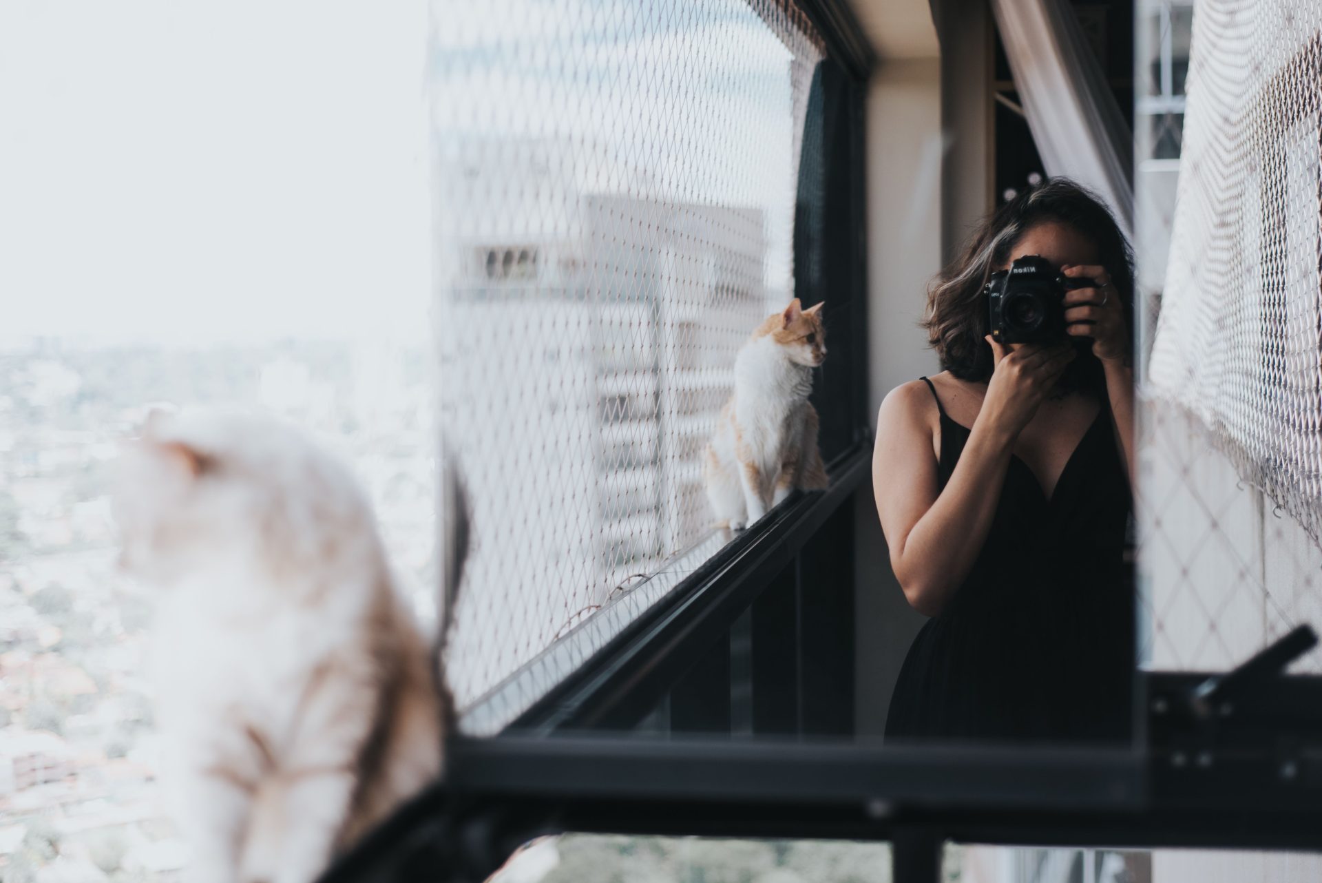 het fotograferen van je katten