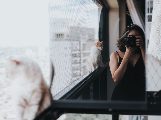 het fotograferen van je katten